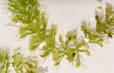 Aldrovanda vesiculosa