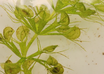 Aldrovanda vesiculosa