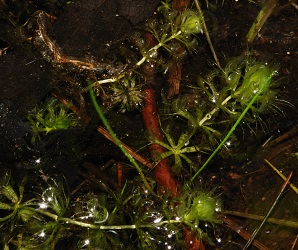 Aldrovanda vesiculosa