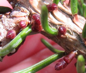 Arceuthobium pusillum