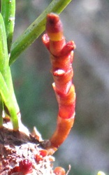 Arceuthobium pusillum