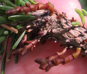 Arceuthobium pusillum