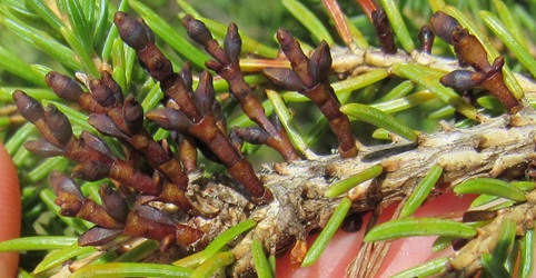 Arceuthobium pusillum