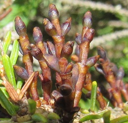 Arceuthobium pusillum