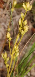 Bartonia virginica