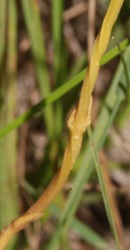 Bartonia virginica