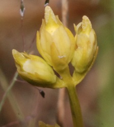 Bartonia virginica