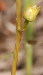Bartonia virginica