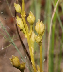 Bartonia virginica