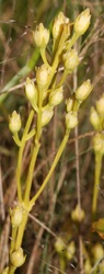 Bartonia virginica