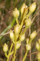 Bartonia virginica