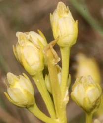 Bartonia virginica