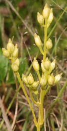 Bartonia virginica