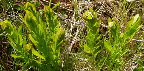 Comandra umbellata