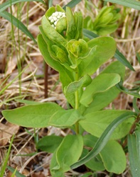 Comandra umbellata