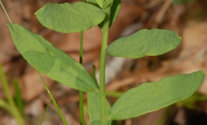 Comandra umbellata