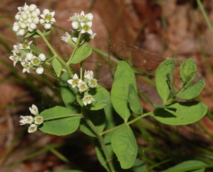 Comandra umbellata