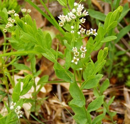 Comandra umbellata