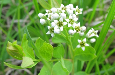 Comandra umbellata