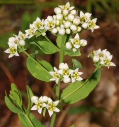 Comandra umbellata