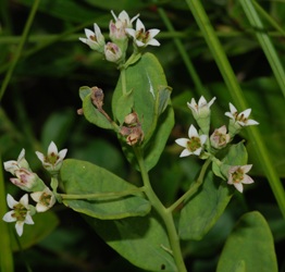 Comandra umbellata