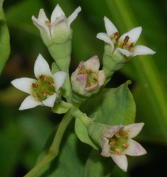Comandra umbellata