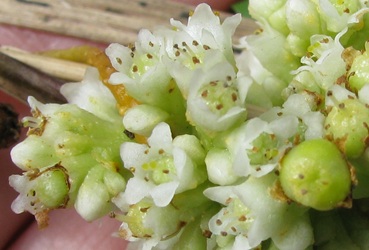 Cuscuta gronovii