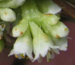 Cuscuta gronovii