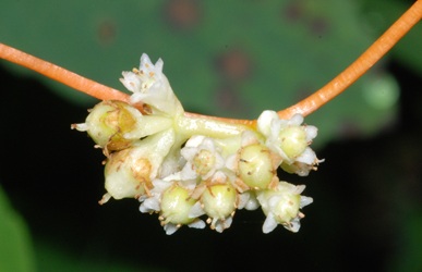 Cuscuta gronovii