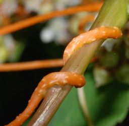 Cuscuta gronovii