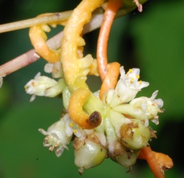 Cuscuta gronovii