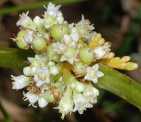 Cuscuta gronovii