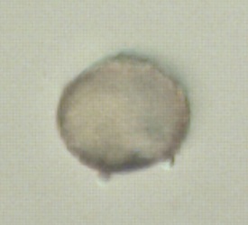 Cuscuta gronovii