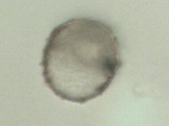 Cuscuta gronovii