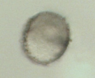 Cuscuta gronovii