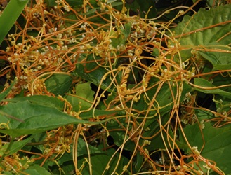 Cuscuta gronovii