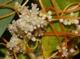Cuscuta gronovii