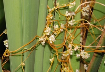 Cuscuta gronovii