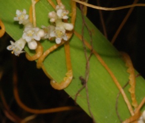 Cuscuta gronovii