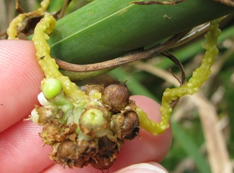 Cuscuta gronovii