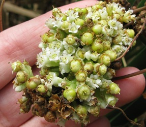 Cuscuta gronovii