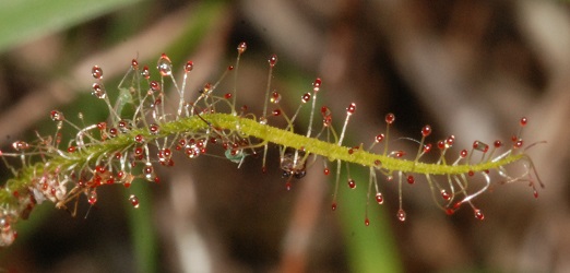 Drosera filiformis