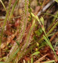 Drosera filiformis