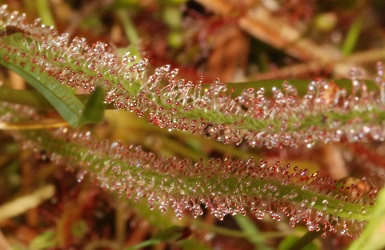 Drosera filiformis