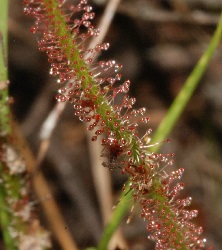 Drosera filiformis