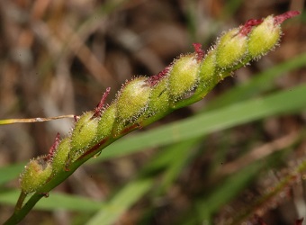 Drosera filiformis