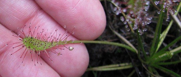 Drosera intermedia