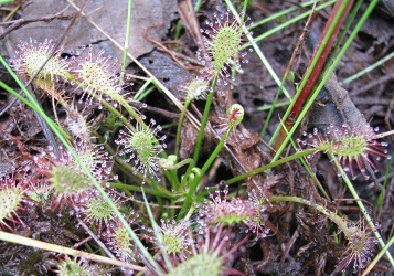 Drosera intermedia