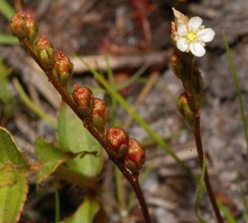 Drosera intermedia