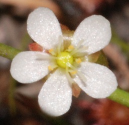 Drosera intermedia